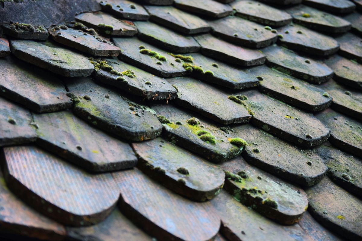 Moss growing along the seams of weathered roof shingles